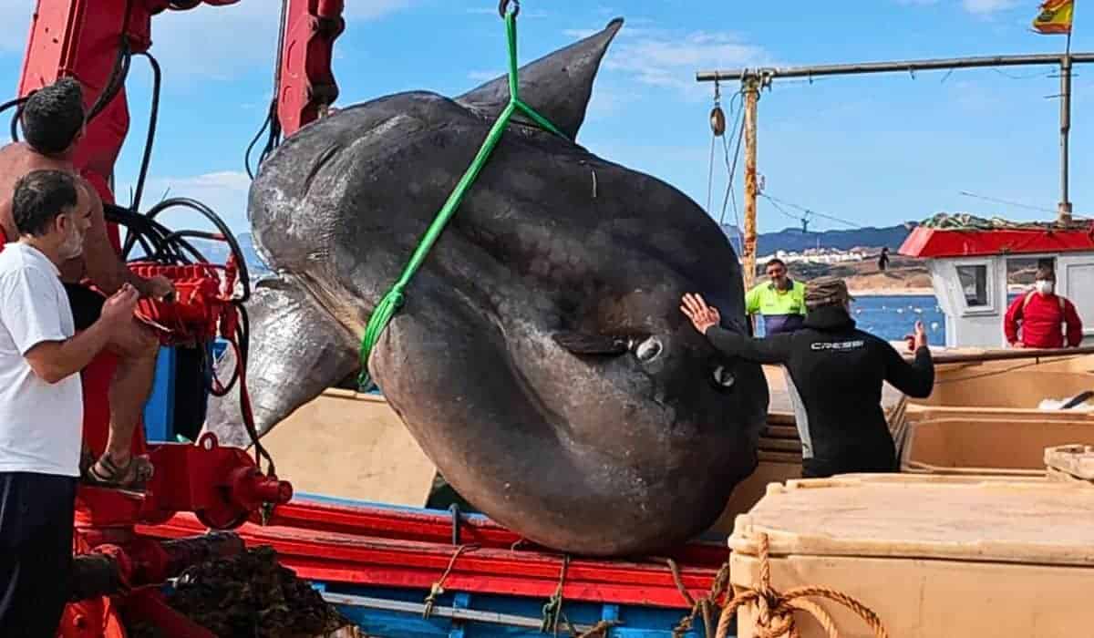 4000-pound fish discovered in spain 