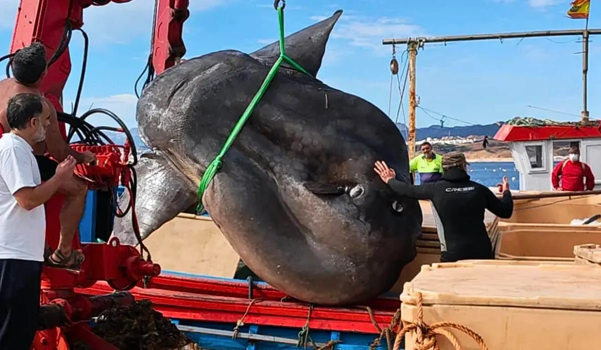 4000-pound fish discovered in spain