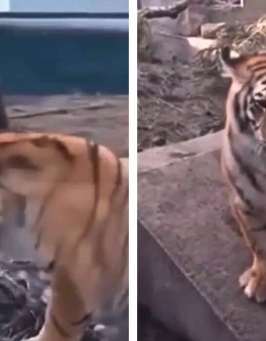Watch: Dog Stops Fight Between Tiger and Lion