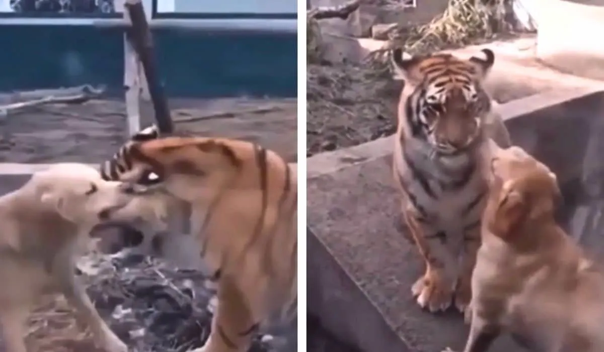 dog stops fight between tiger and lion