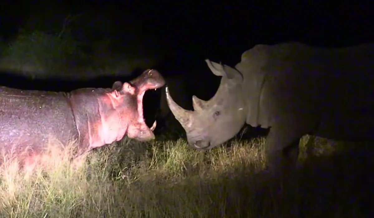 rare encounter between hippo and rhino