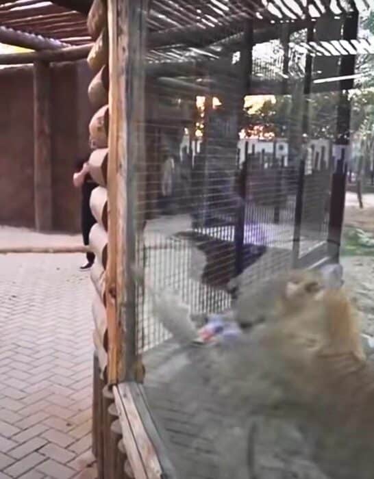 Bodybuilder Plays Tug of War with Mighty Lion