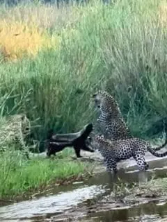 honey badger overpowers leopards