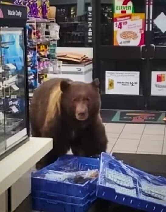 Bear Steals Candy Bars from 7-Eleven in California