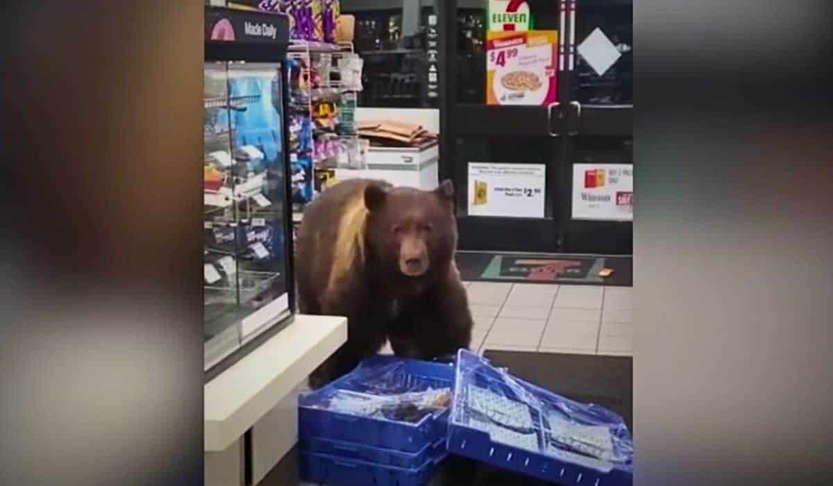 bear steals candy bars