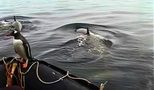 Watch: Penguin Jumps Into Boat to Avoid Attack by Three Orcas
