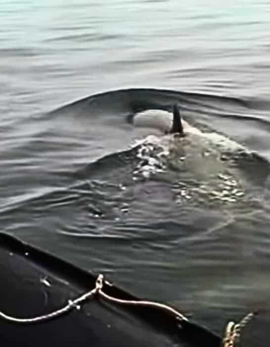 Watch: Penguin Jumps Into Boat to Avoid Attack by Three Orcas