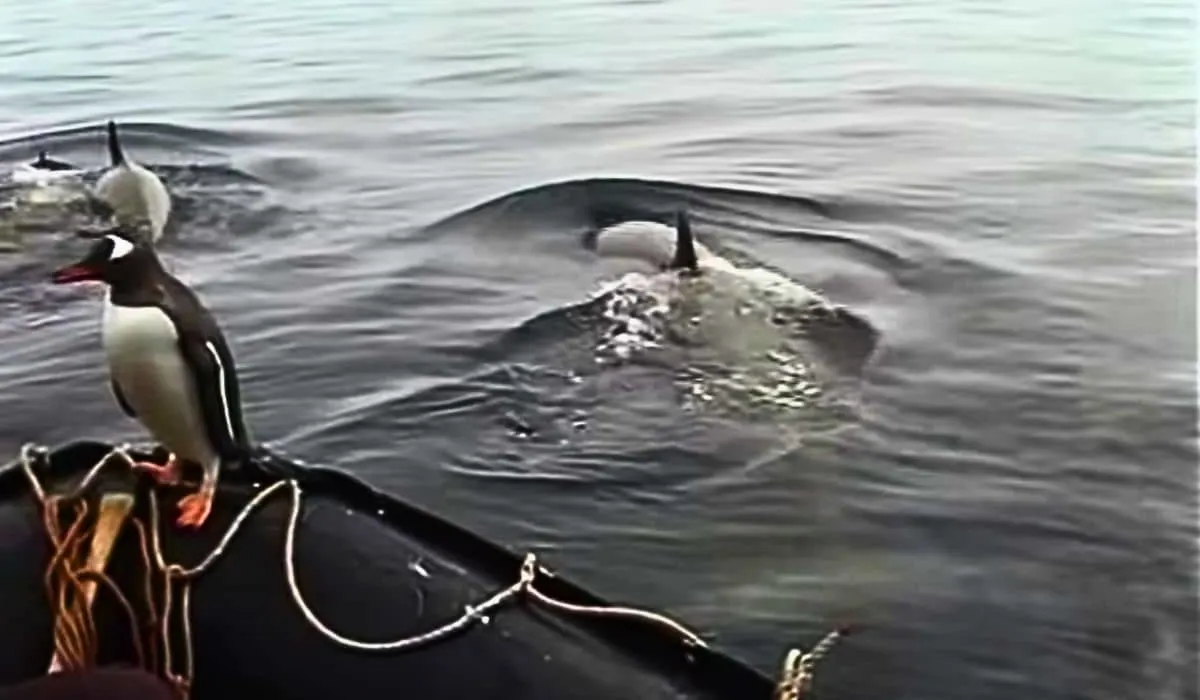 penguin jumps into boat