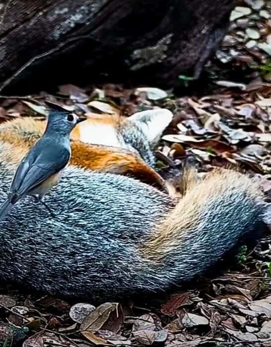 Brave Bird Steals Fur From Snoozing Fox