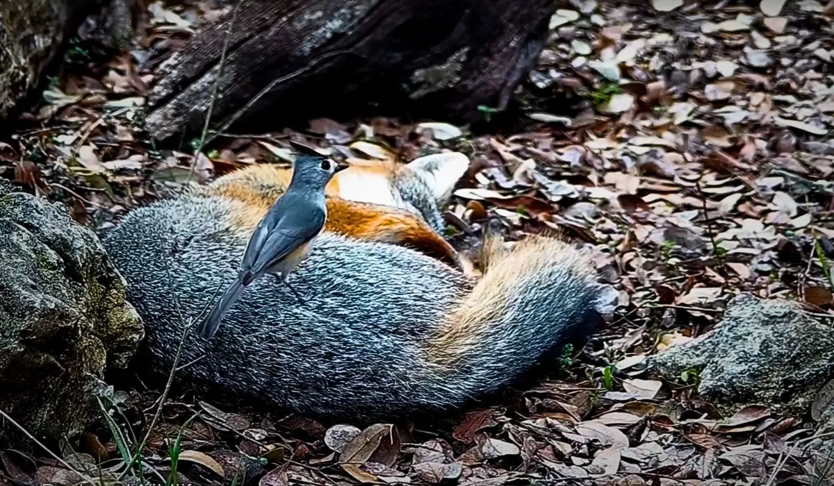 brave bird steals fur from snoozing fox