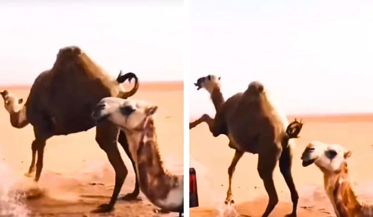 camels do happy dance