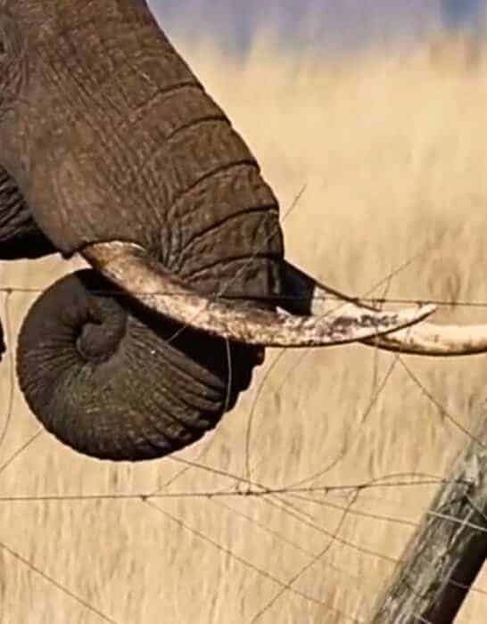 Powerful Elephant Destroys Electric Fence With His Tusks