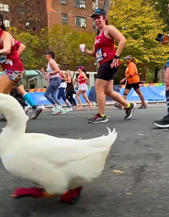 Duck Runs Marathon In New York City