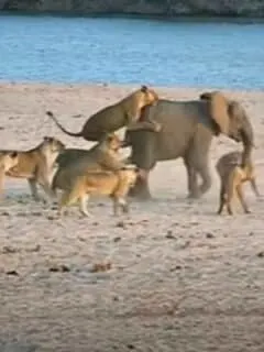 baby elephant fights off lions