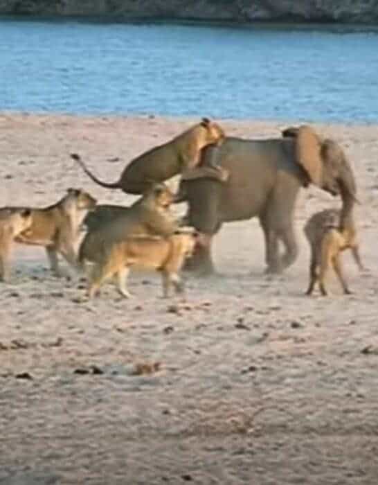 Baby Elephant Fights 14 Lions