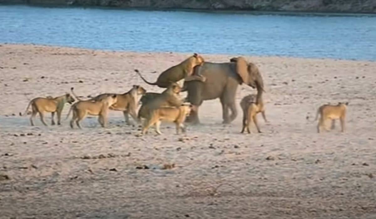 baby elephant fights off lions