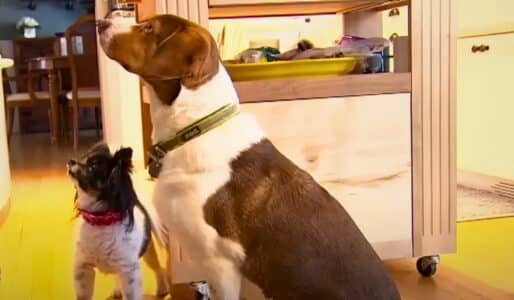 These Dogs Called 911 Sixteen Times