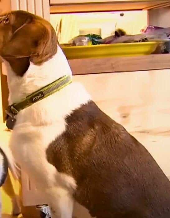These Dogs Called 911 Sixteen Times