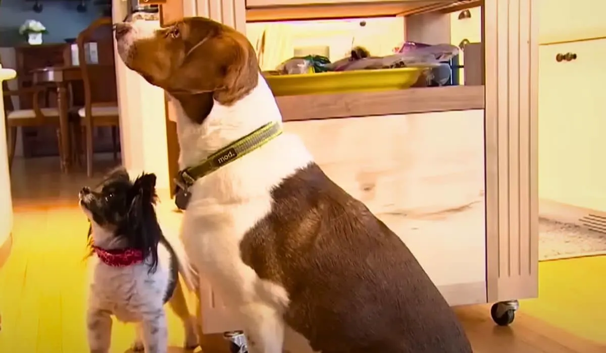dogs called 911