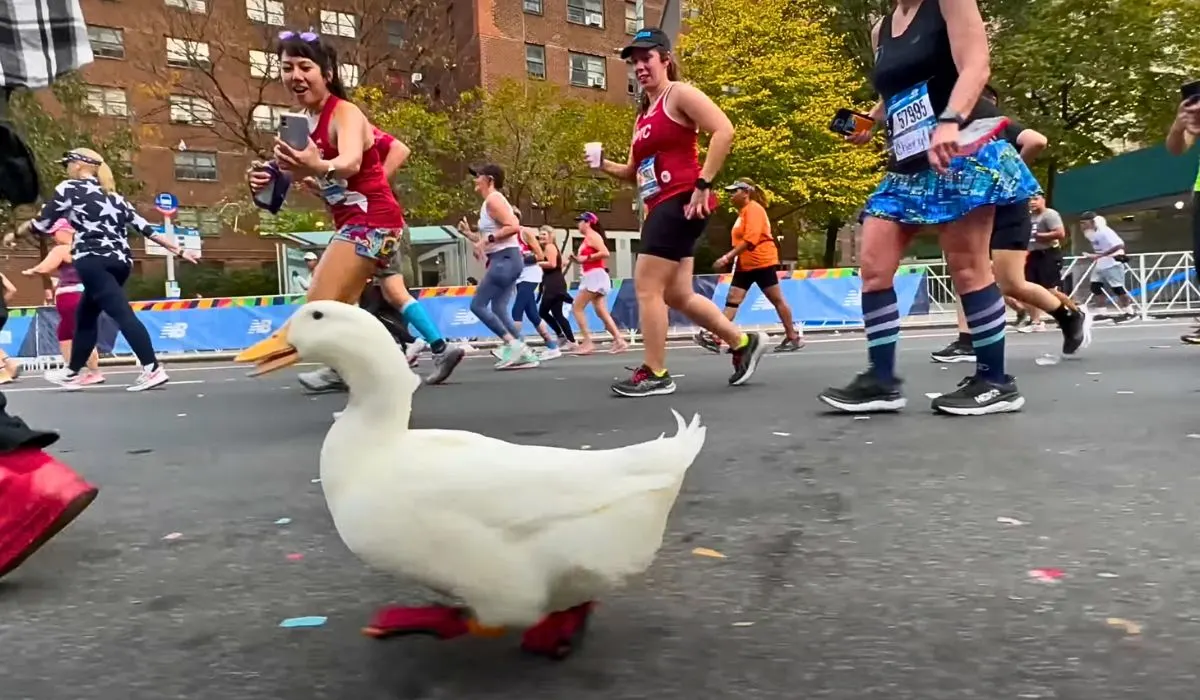 duck runs marathon