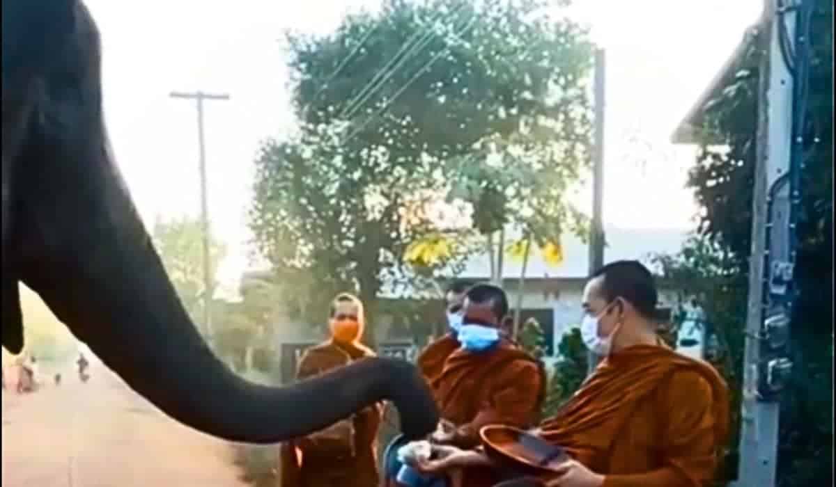 elephant receives snacks from monks