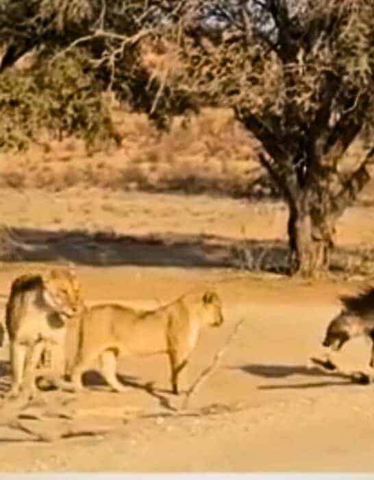 Discover a Hostile Interaction Between Hyena and Lions End In Friendly Drink