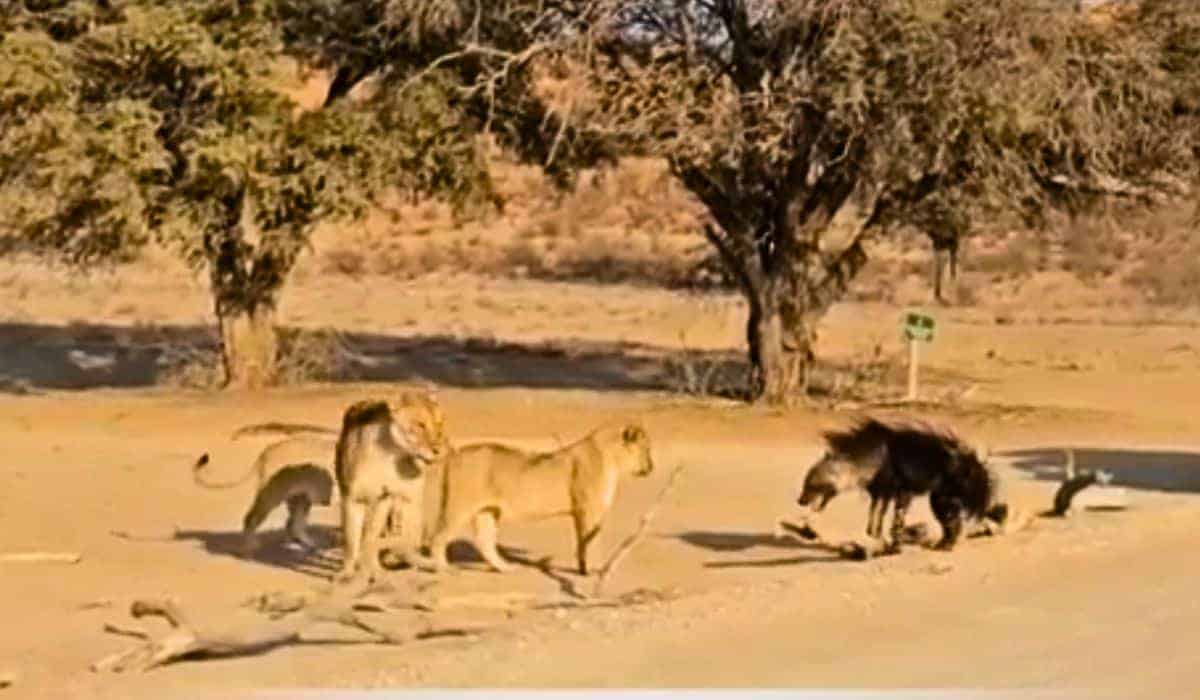 hyena and lions share friendly drink