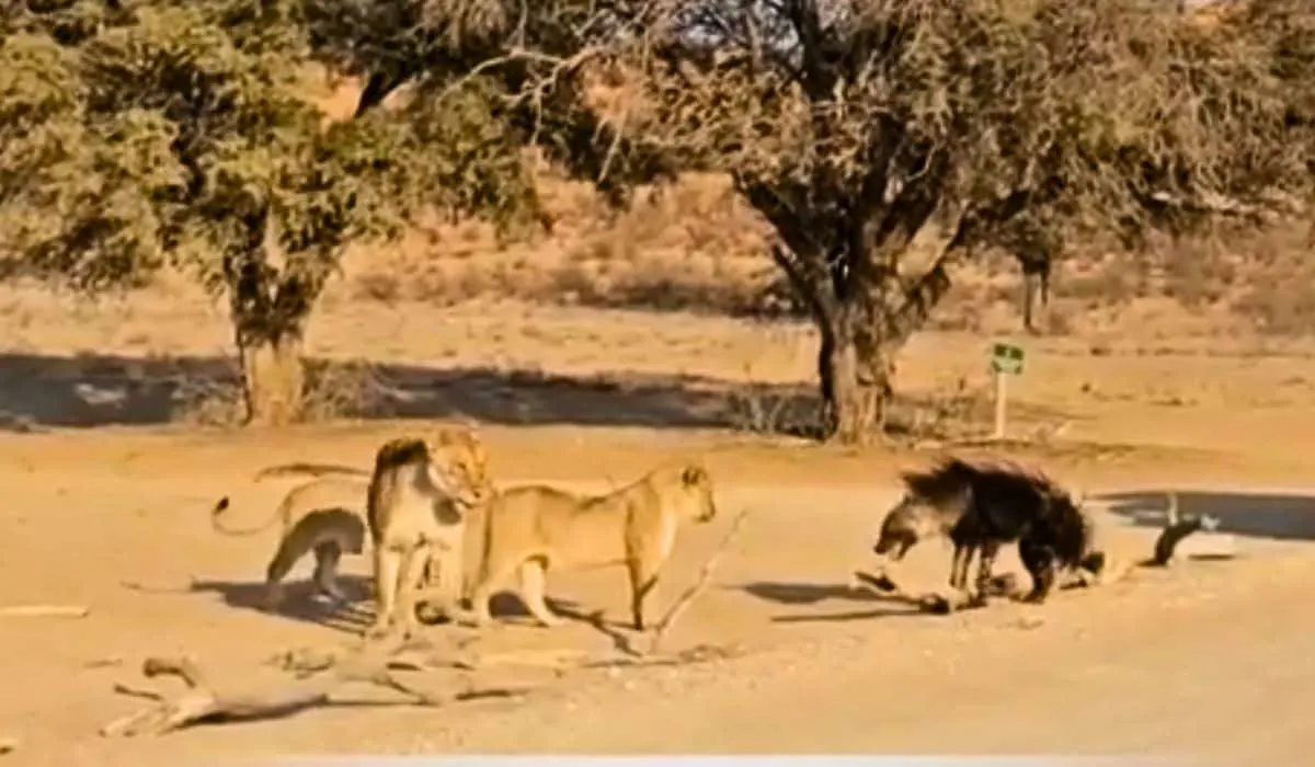 hyena and lions share friendly drink