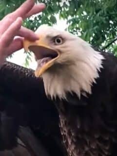 woman rescues bald eagle