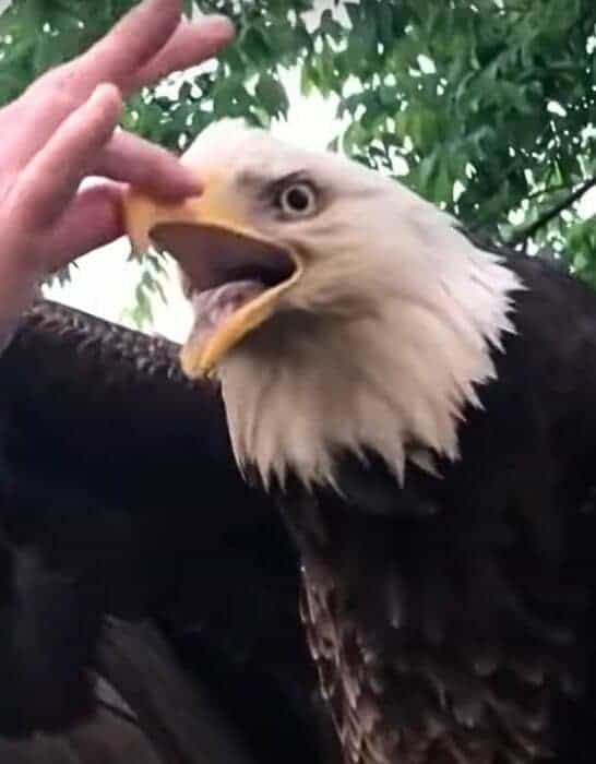 Watch: Brave Woman Rescues Bald Eagle From Her Backyard In Kentucky