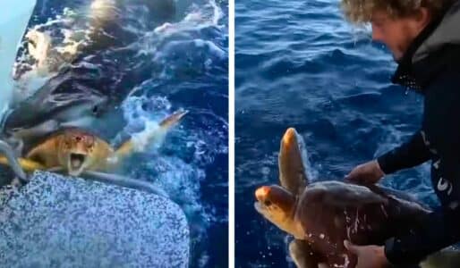 Humans Help Turtle Escape From Tiger Shark
