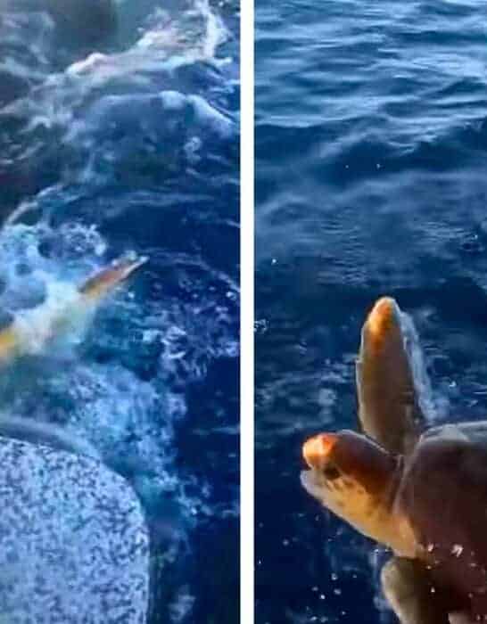 Humans Help Turtle Escape From Tiger Shark