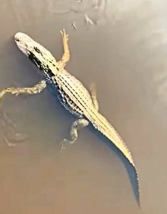 Watch: Turtle Highfives Alligator In Florida