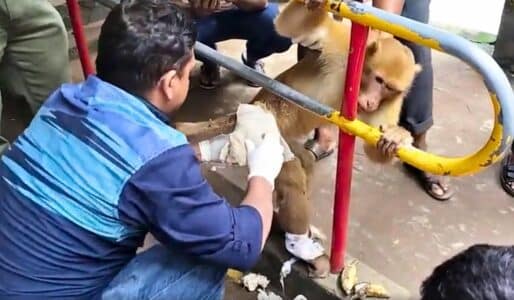 Incredibly Intelligent Monkey Takes Himself to Hospital For Treatment in Bangladesh