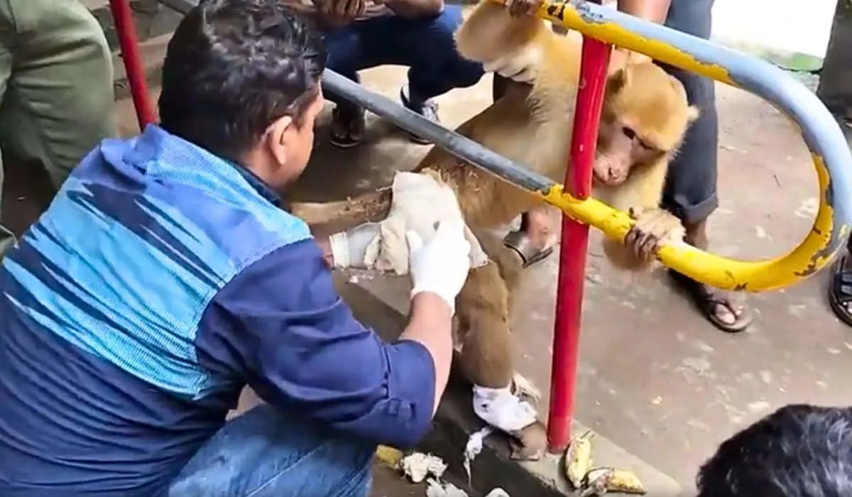 monkey takes himself to hospital