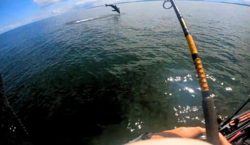 Man Gets Great White On the Hook When Fishing For Bass in Bay of Fundy