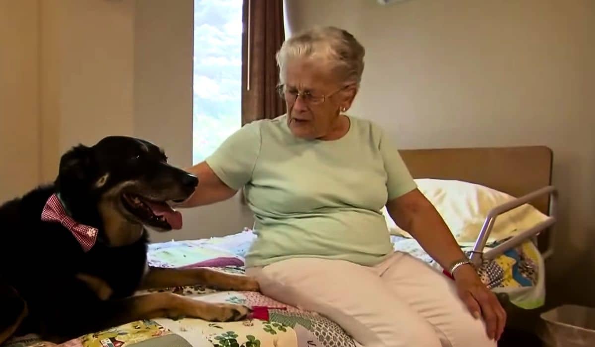 shelter dog escapes