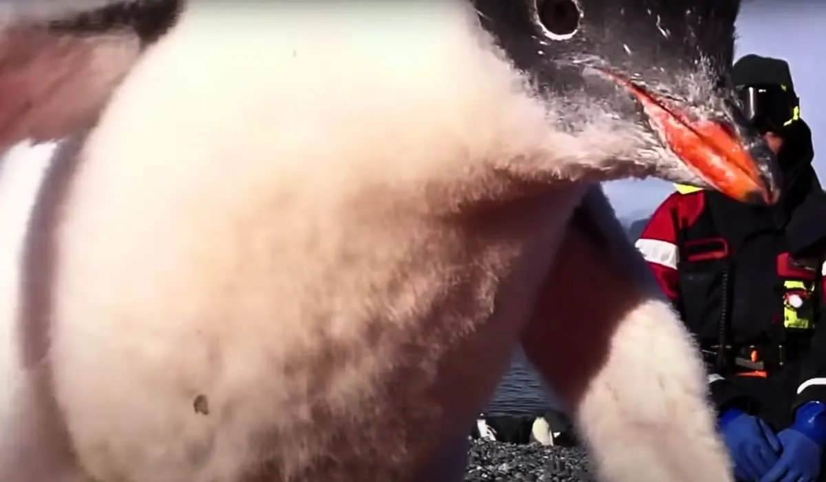 penguin jumps on belly