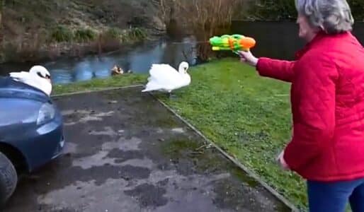 Aggressive Swans Cause Locals To Arm Themselves