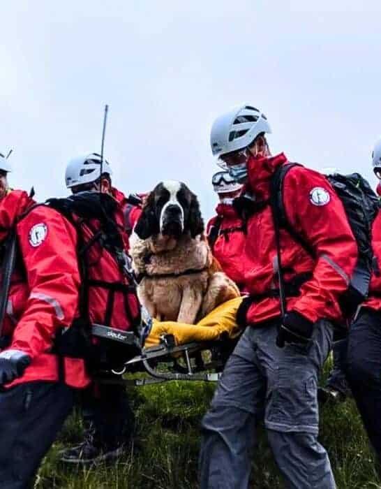 St.Bernard Called Daisy Rescued From England’s Tallest Mountain
