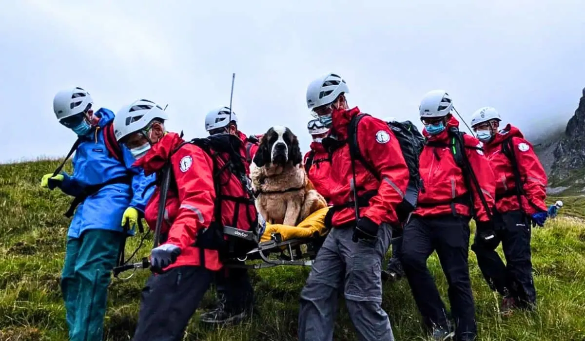 st.bernard rescued from mountain