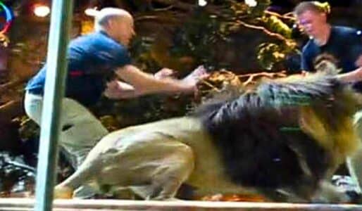 Lion Attacks Handler During Live Show in Las Vegas