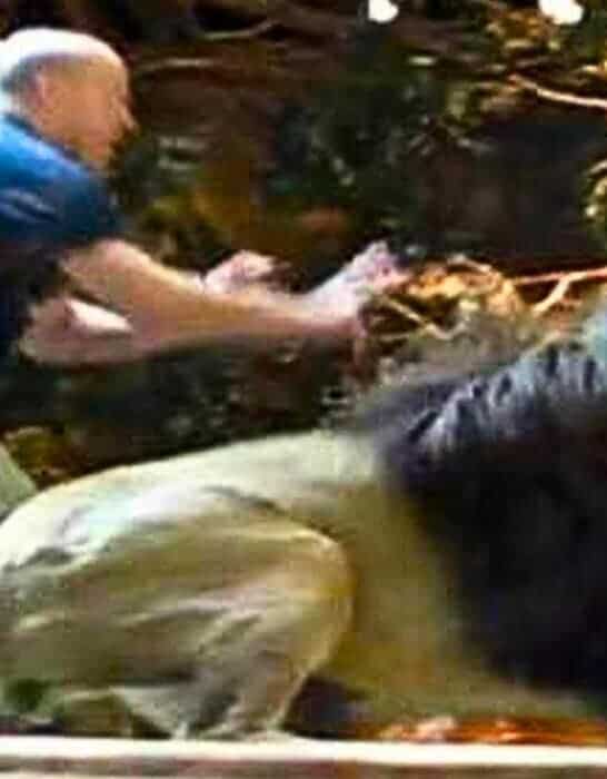 Lion Attacks Handler During Live Show in Las Vegas