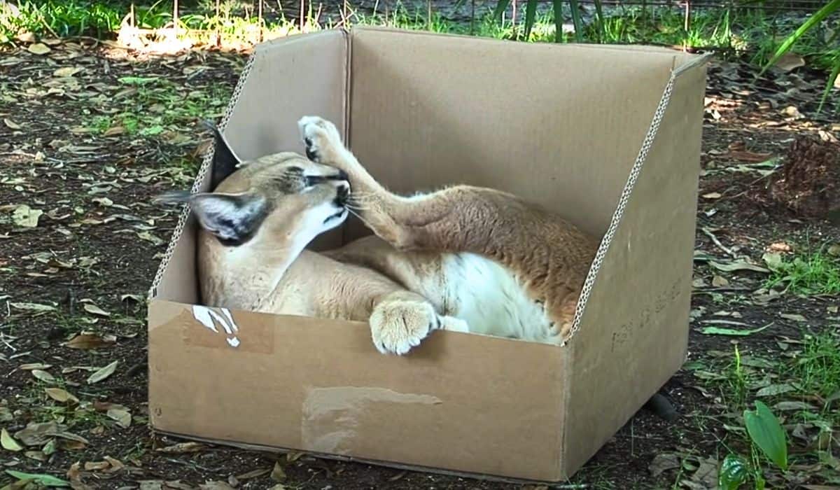 big cats love boxes too