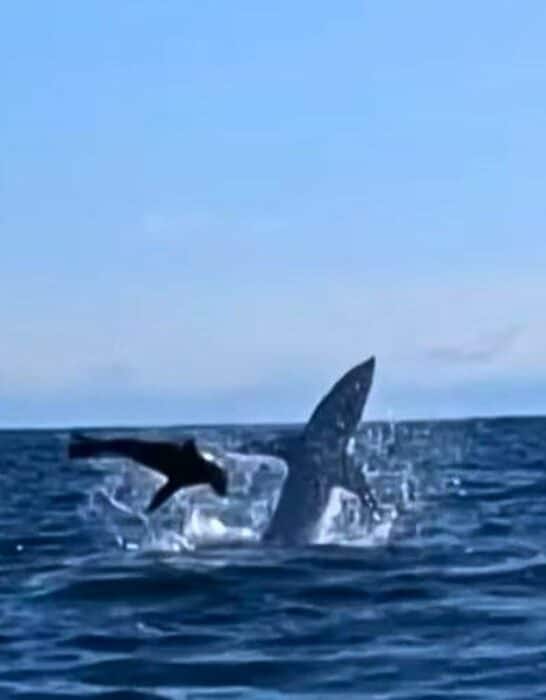 Shark Rams Into Kayaker Twice During Seal Hunt
