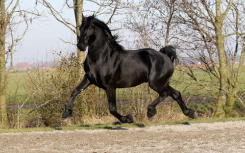 Top 10 Most Beautiful Animals