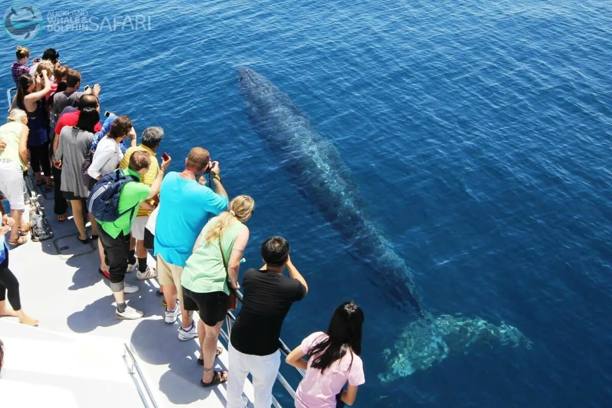 Whale watching tourists 