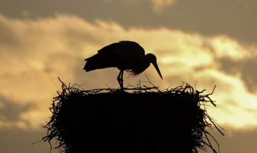 10 Incredible Animal Homes Created by Nature&rsquo;s Talented Architects