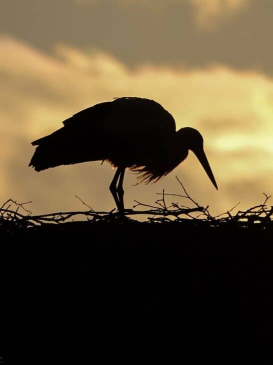10 Incredible Animal Homes Created by Nature’s Talented Architects