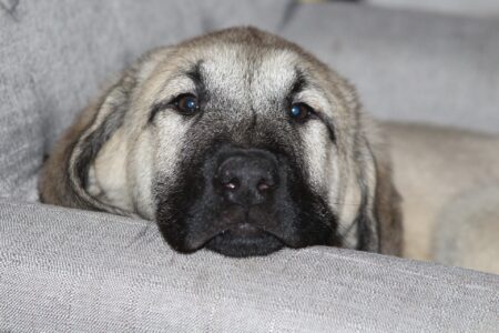 Anatolian Shepherd Dog &ndash; Discovering Its Impressive Traits